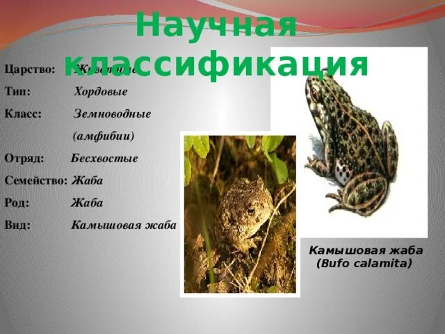 Лягушка класс животных. Камышовая жаба систематика. Жаба Камышовая классификация. Жаба класс Тип отряд. Лягушка род вид.