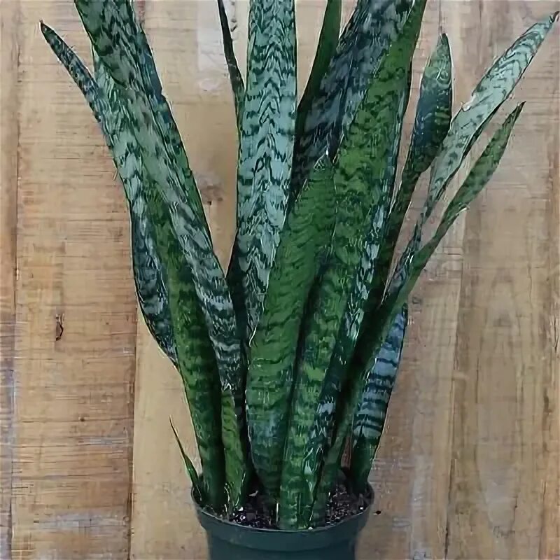 SANSEVIERIA TRIFASCIATA Mother-in-law's tongue, Potted plant - IKEA Sansevieria 