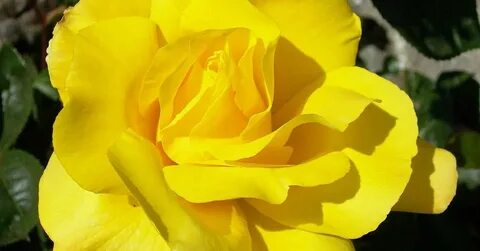 Rose fast
