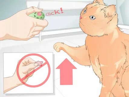 Как научить кота дай лапу