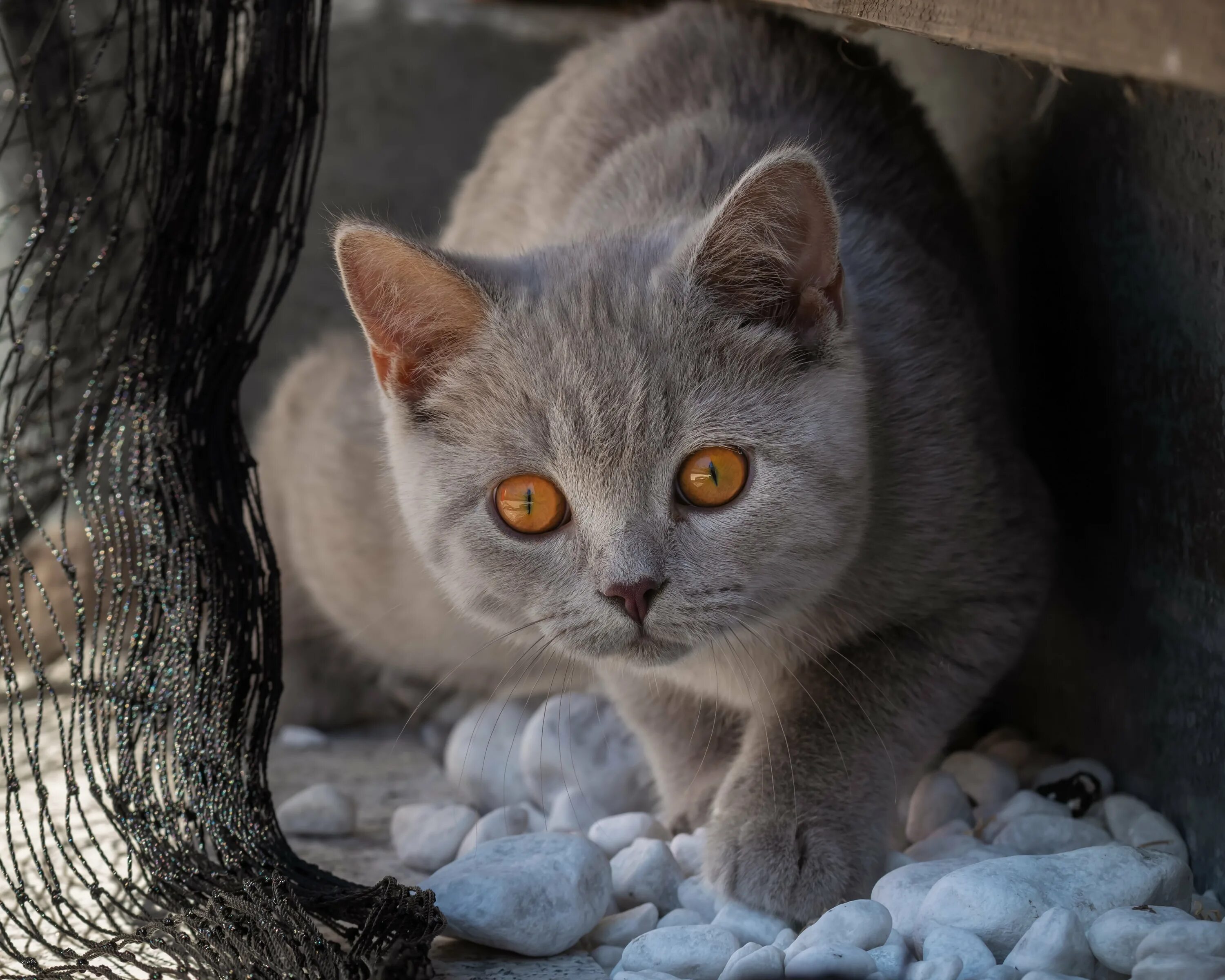 Бурманская кошка вислоухая. Котики с серыми глазами. Серый кот с голубыми глазами. Кошка с серыми глазами. Порода кошек охос азулес.