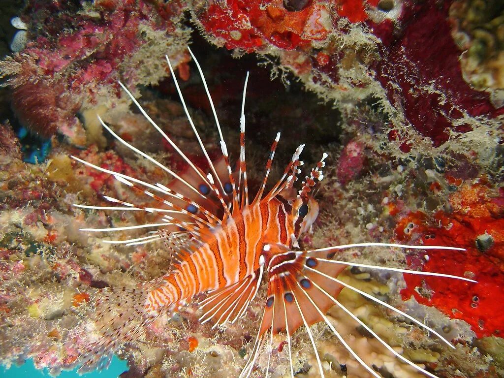 Обитатели морей названия. Индийская крылатка. Pterois antennata. Рыба крылатка в Красном море. Австралия рыбка крылатка.