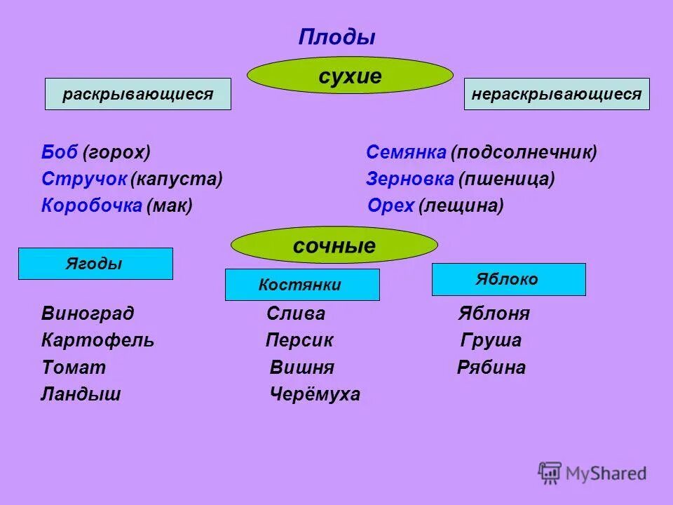 Плод это вегетативный. Раскрывающиеся сухие плоды. Раскрывающийся или нераскрывающийся плод. Раскрывающиеся и нераскрывающиеся плоды примеры. Типы плодов сухие плоды раскрывающиеся и не раскрывающиеся.