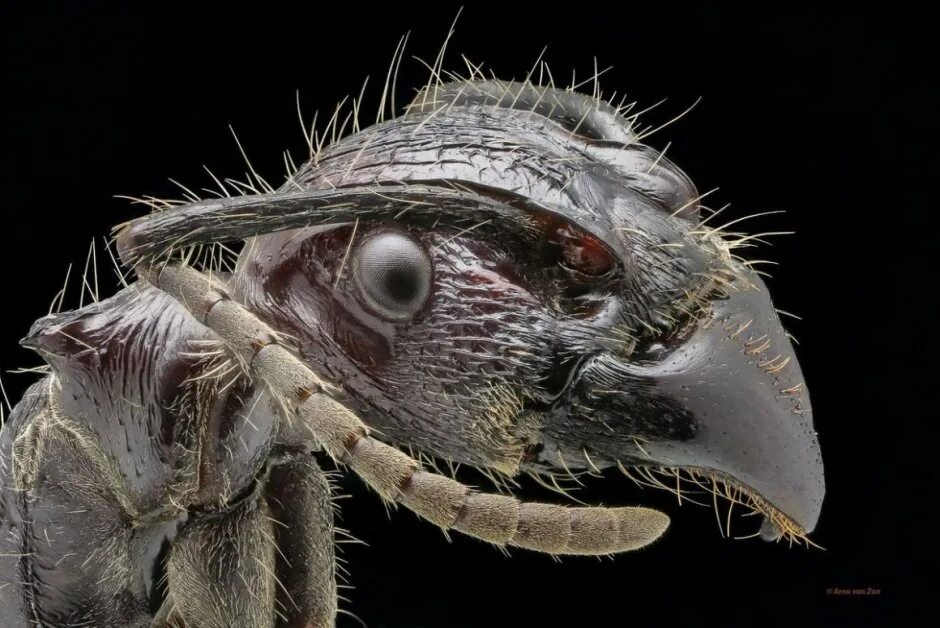 Incredible creatures up-close Incredible creatures, Wolf spider, Spider