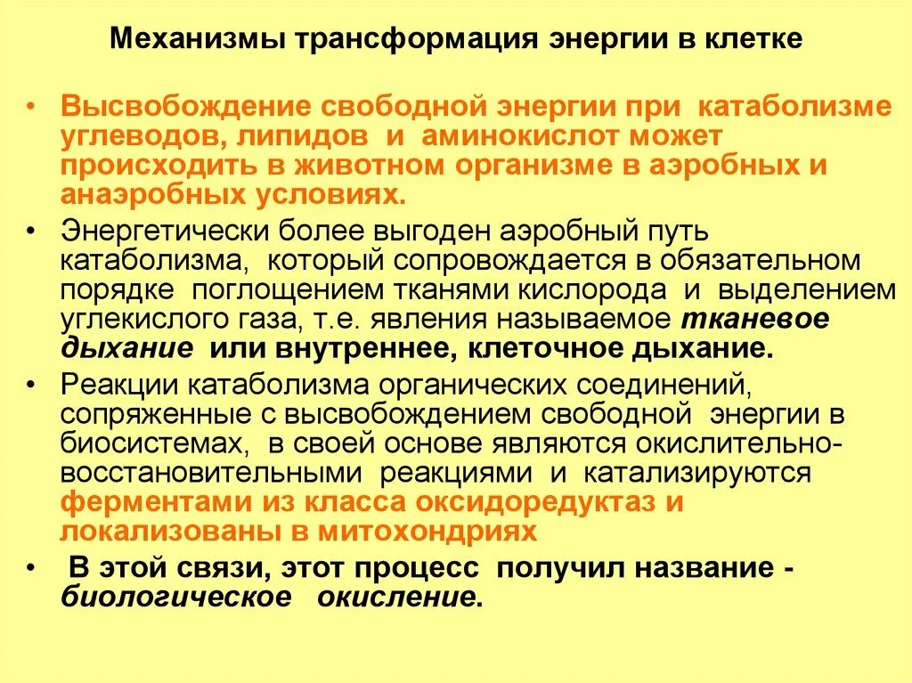 Превращение энергии в КК. Преобразование энергии в животной клетке.