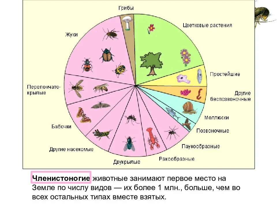 Наибольшее разнообразие наблюдается в. Видовое разнообразие. членистоногие самый многочисленный тип животных. соотношение живых организмов.