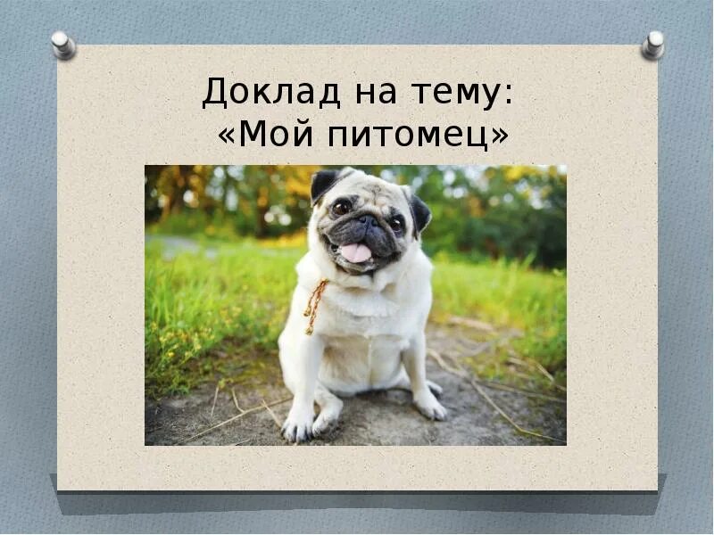 Открой моего питомца