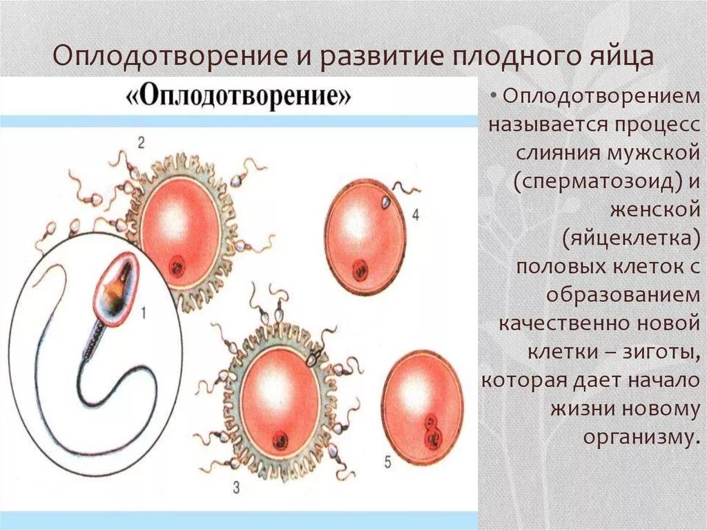 Оплодотворение и развитие плодного яйца. Процесс развития плодного яйца. Оплодотворение, дробление, имплантация плодного яйца.. Процесс оплодотворения и развития плодного яйца. Оплодотворение только при наличии воды