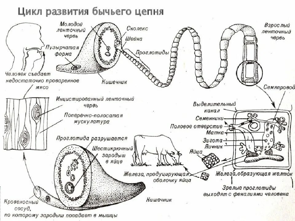 Определите тип развития животных бычий цепень. Жизненный цикл бычьего цепня схема. циклы развития паразитических червей бычий цепень. цикл развития бычьего цепня. жизненный цикл бычьего цепня рисунок.