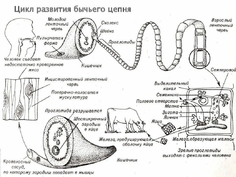 Стадии развития цепня. Жизненный цикл бычьего цепня схема. Цикл развития бычьего цепня. Циклы развития паразитических червей бычий цепень. Жизненный цикл бычьего цепня рисунок.