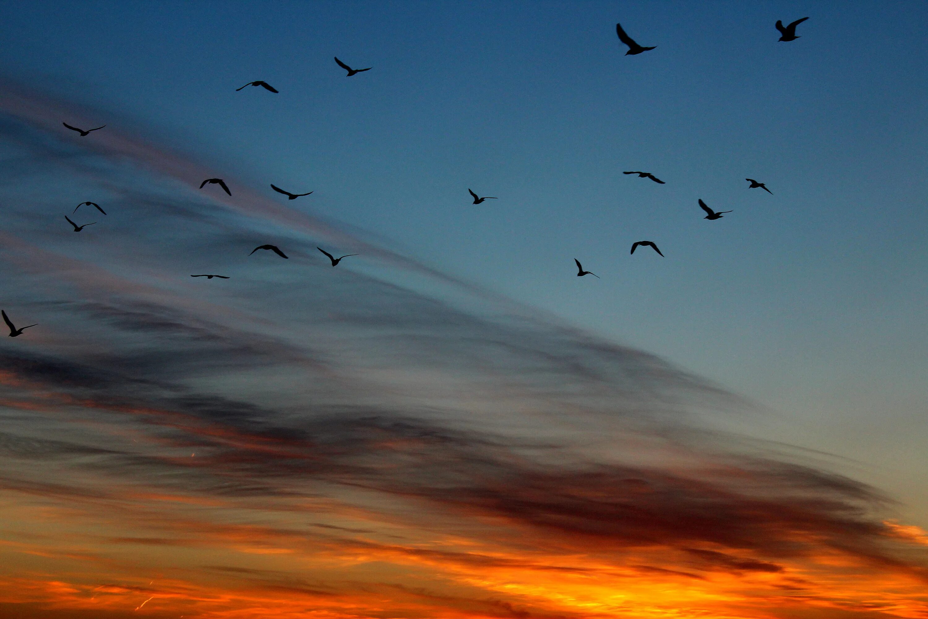 Птицы в небе. Миграции птиц на закате. Миграция птиц. Птицы в небе закат.