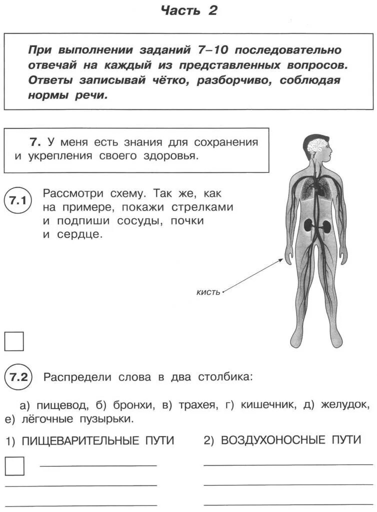 Впр по окружающему миру 4 класс видео. Части тела человека 4 класс окружающий мир ВПР задания. Профессии из ВПР по окружающему миру 4 класс. ВПР окружающий мир человек. ВПР по окружающему миру 4 класс части тела.