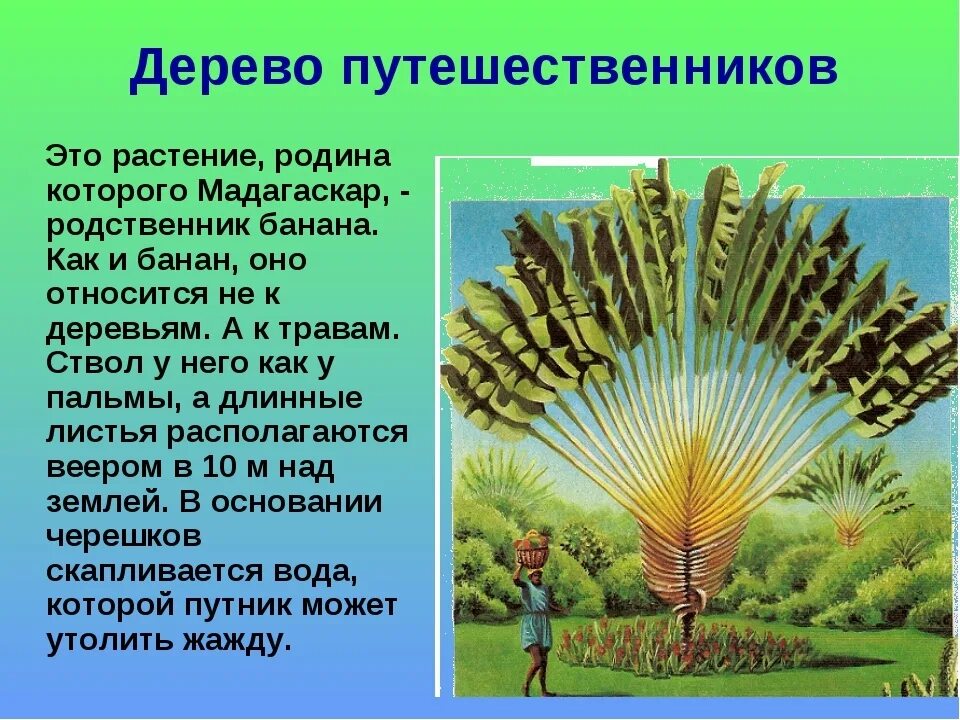 Растительный мир земли доклад. Дерево путешественников. Необычные растения описание. Интересные факты о растениях. Рассказ о необычном растении.