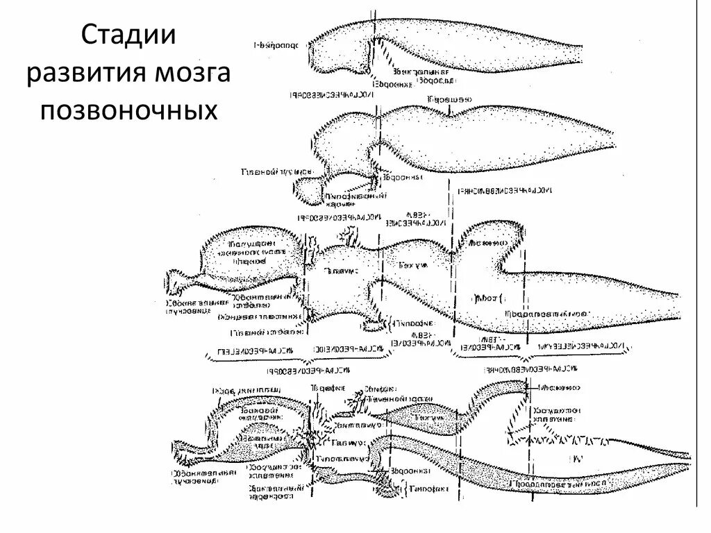 Представители трубчатой нервной системы. Трубчатая нервная. Трубчатая нервная система. Эволюция нервной системы. Нервная система позвоночных.