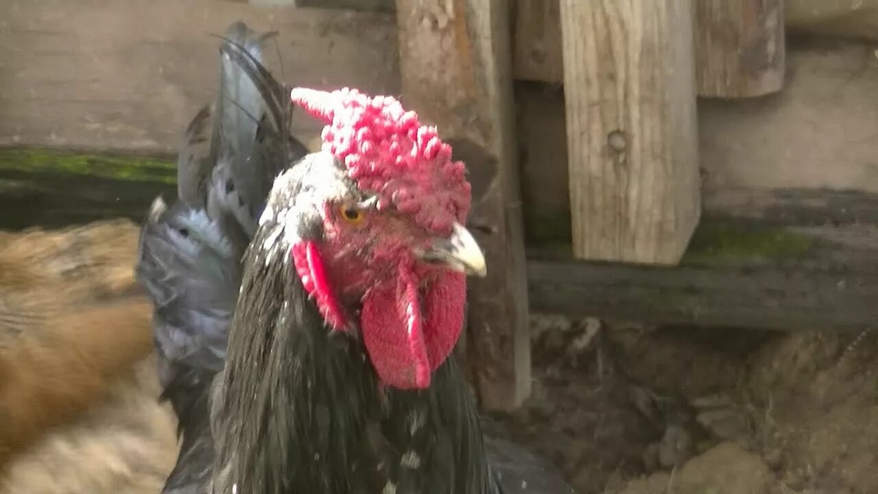 Бесплатные видео куры. Бесплатные видео куры. Куры ярославское голосистая фото. Голосистые куры. Кфх карейва.