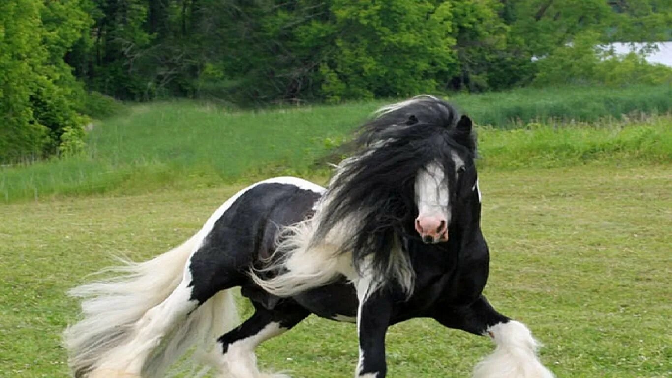 Бельгийская тяжеловозная лошадь. Армани аппалуза пони. Изабелловая масть лошади. Лошадь породы чокто. Perlino andalusian.