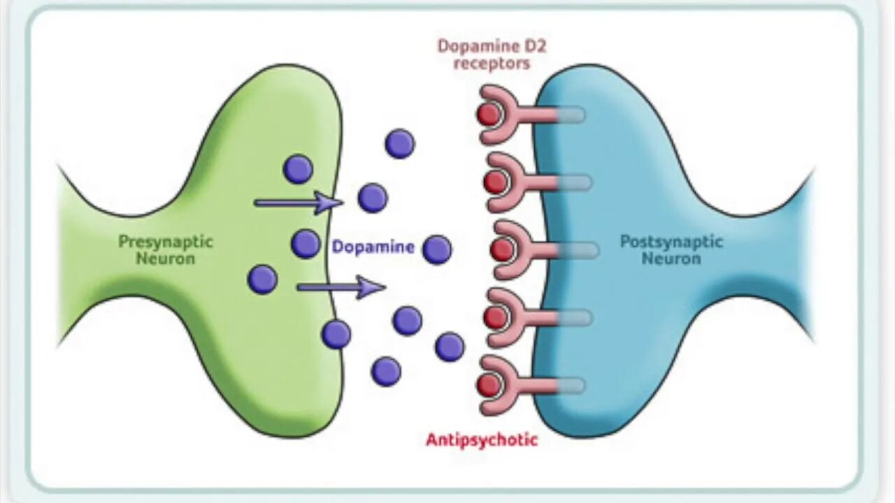 Д2 дофаминовые рецепторы функции. Селективные агонисты д-2 рецепторов. Д 2 рецепторы. Дофамин с рецепторами д. D1 рецепторы дофамина.
