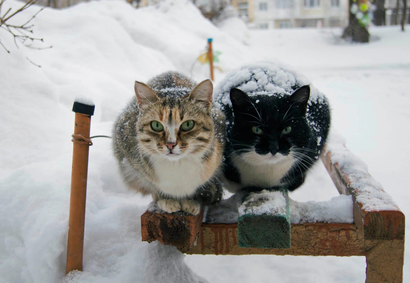 Выгул кошки зимой. Кошка на улице зимой. Уличные коты. Уличные коты. Кошка с котенком замерзают.