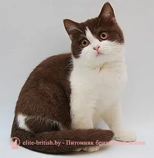 Шоколадно белый кот