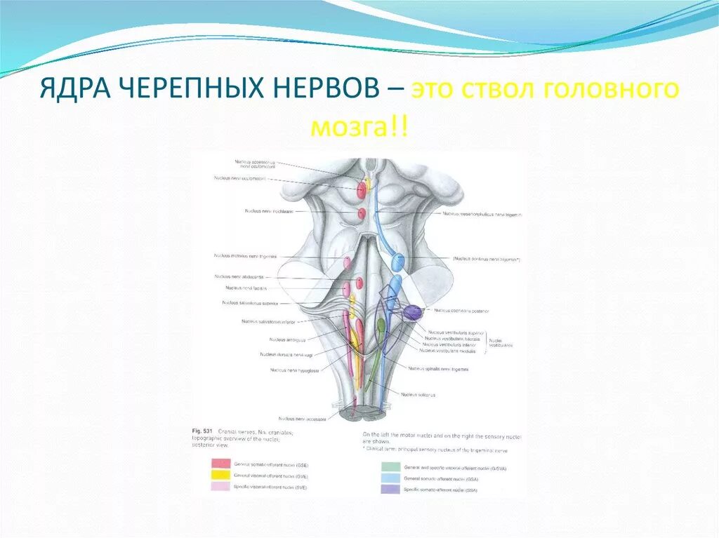 Ядра ствола мозга схема. Ядра черепных нервов в стволе головного мозга. Ядра черепных нервов в стволе. Ядра черепных нервов схема.