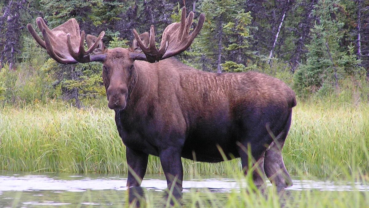 Лоси в америке. Лось Северной Америки. Североамериканский Лось. Сохатый Лось Байкал. Лось в тайге Северной Америки.