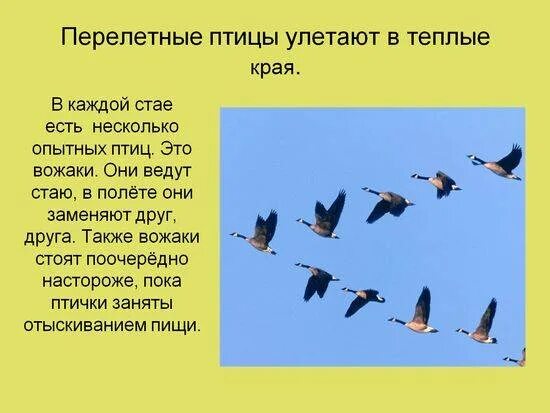 Куда улетают на юг. Улетают в теплые края. перелетные птицы. улетают на юг. первые птицы улетающие на юг.
