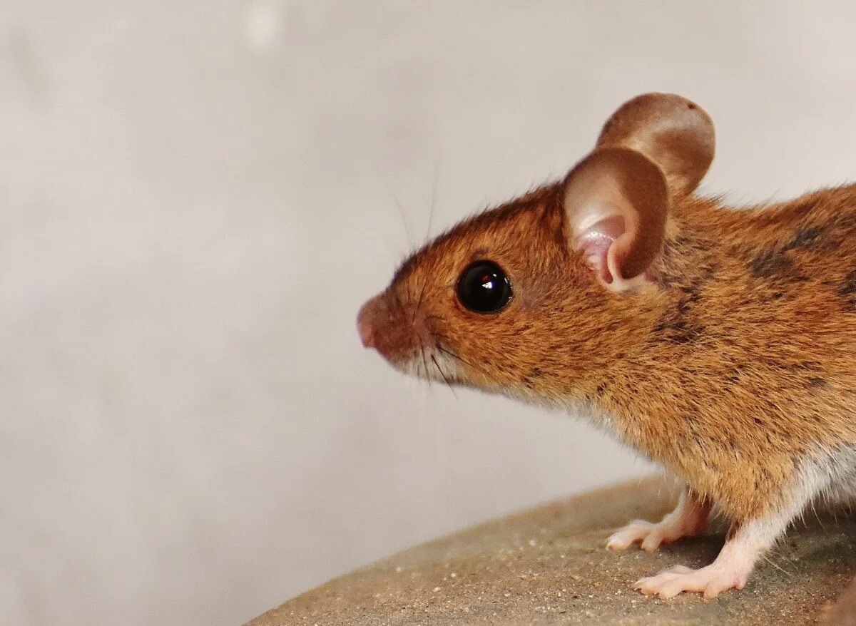 Черно коричневая мышь. Apodemus sylvaticus. мышь животное. коричневая мышь. рыжий мышонок.