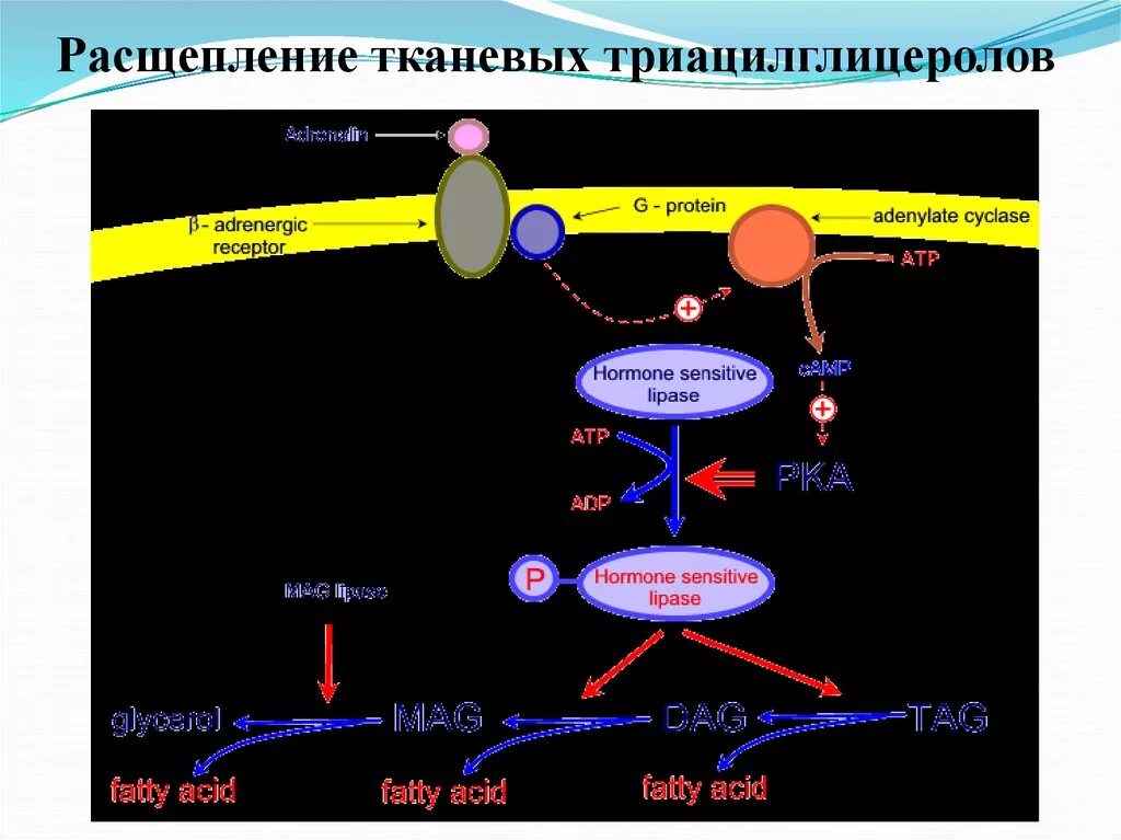 Липаза липиды. Расщепление триацилглицеролов. Протеолиз тканевых белков. Расщепление липидов. Протеолиз тканевых белков схема.