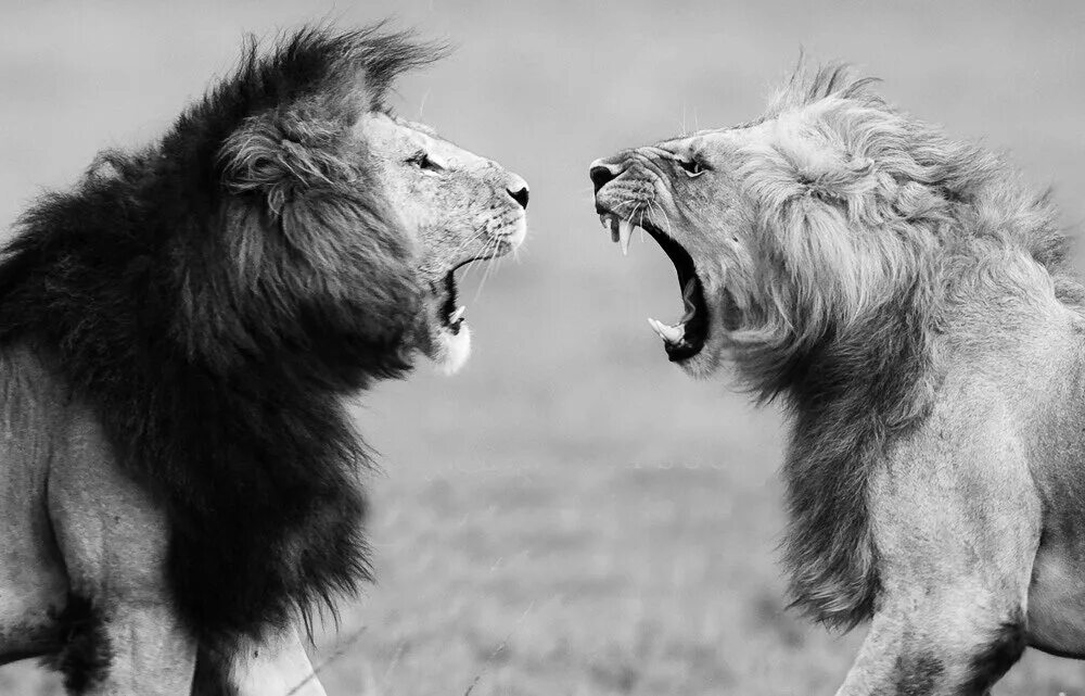 Лев прав движение. Львы дерутся. Лев в прыжке. Конфликт животных. Конфликт между животными.