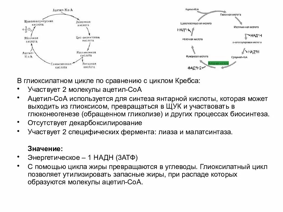 Биосинтез дыхания. Глиоксилатный путь схема. Схема глиоксилатного цикла. Глиоксилатный цикл с ЦТК. Глиоксилатный цикл с ферментами.