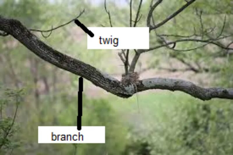A branch is. Twig branch разница. twig stick разница. branch stick. bough and branch differences.
