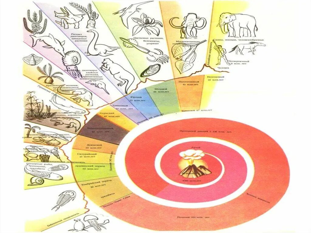 Развитие жизни сегодня. Геохронологическая шкала спираль. Этапы развития земли. История развития земли. Эволюция жизни на земле.