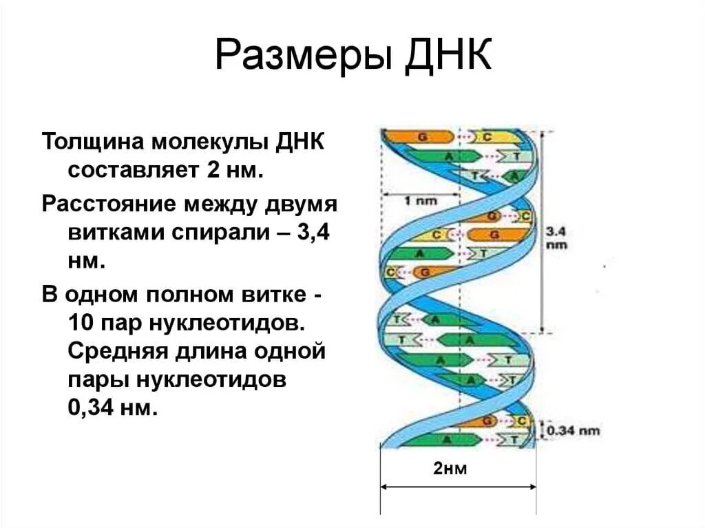 Размер молекулы ДНК И РНК. Диаметр молекулы ДНК. Диаметр двойной спирали ДНК. Длина витка спирали ДНК.