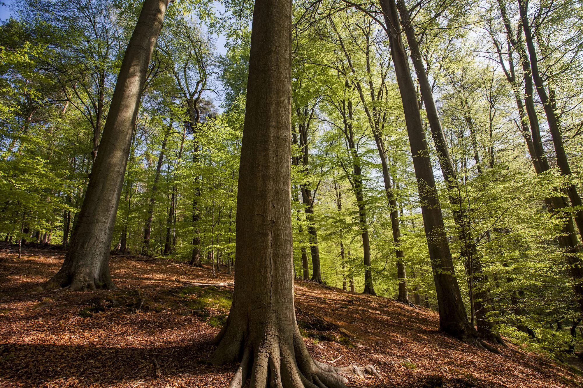 Tree trunk