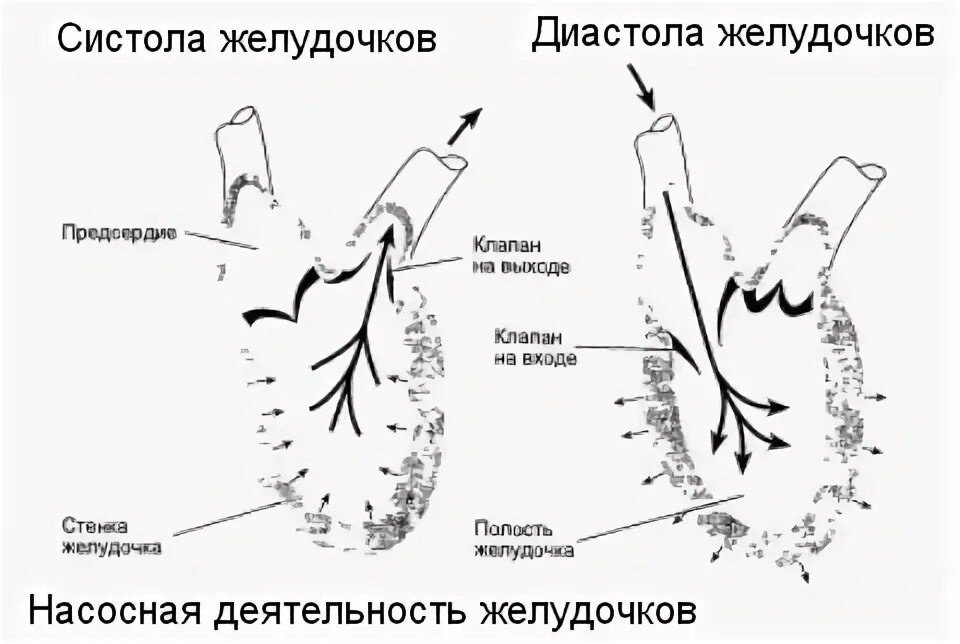 Индекс локальной сократимости миокарда. Диастола желудочков клапаны. Оценка функции правого желудочка.