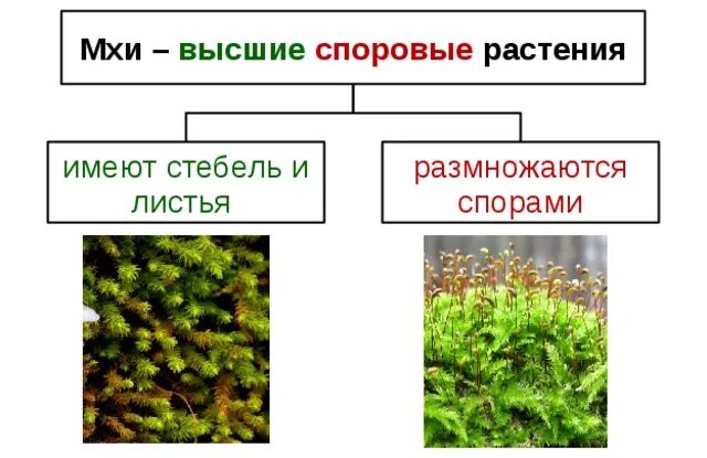 Высшие споровые растения мхи. Высшие споровые растения отдел Моховидные. Мхи это споровые растения. Высшие споровые растения это в биологии. Три примера растений относящихся к мхам