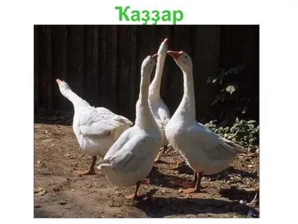 11 гусь
