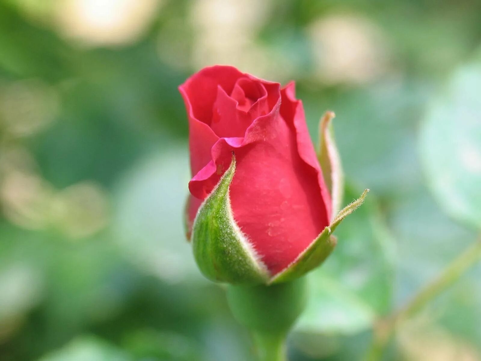 Красивые бутоны 1. Нераскрывшийся бутон розовой розы. Красивый бутон. Бутон красной розы.