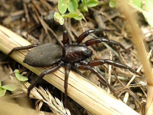 Česká arachnologická společnost - Rod: Gnaphosa → Čeleď: Gnaphosidae
