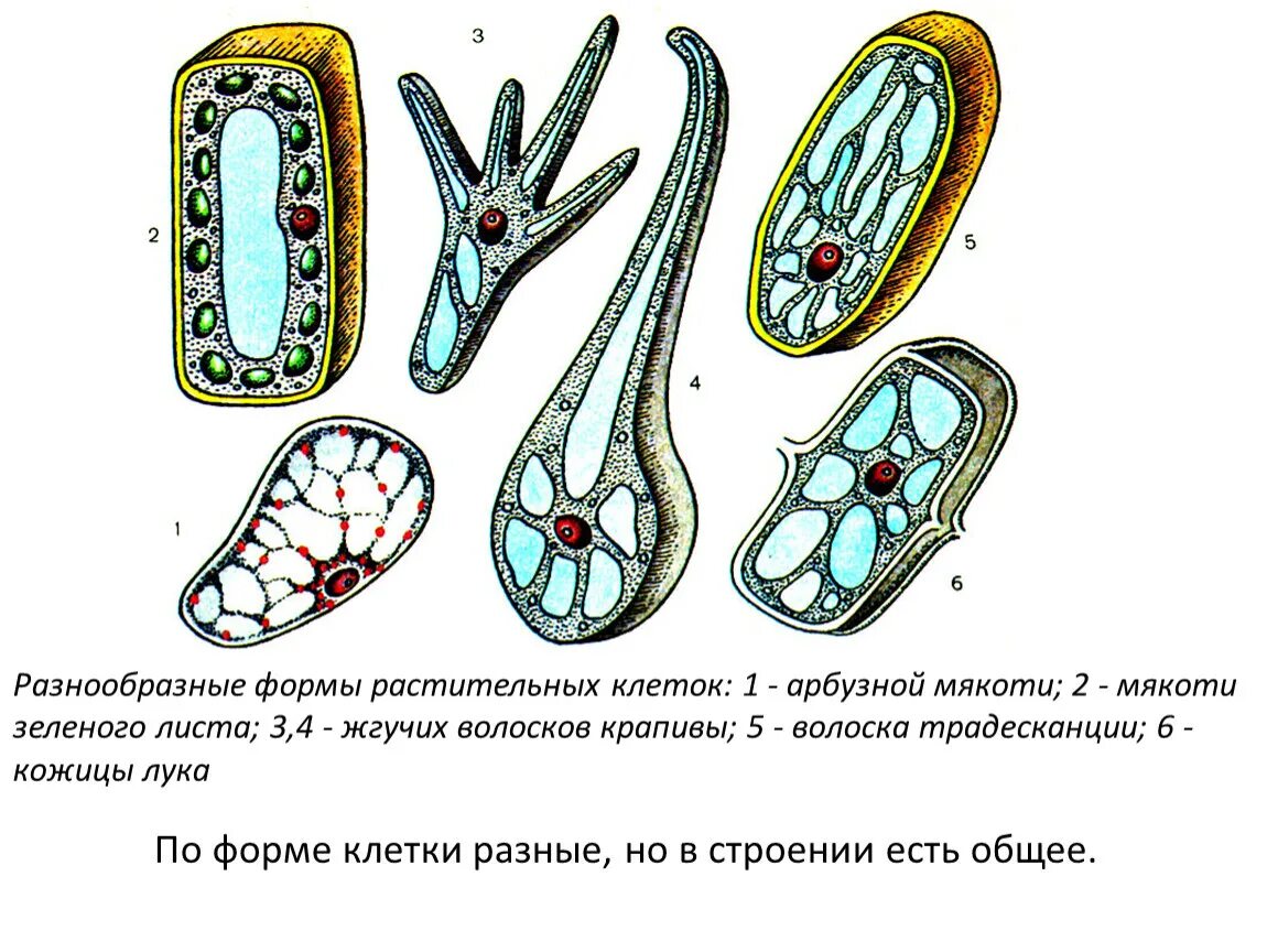 Пример растительной клетки. Формы клеток: мякоти зелёного листа. Формы растительных клеток. Многообразие растительных клеток. Разнообразие форм клеток.