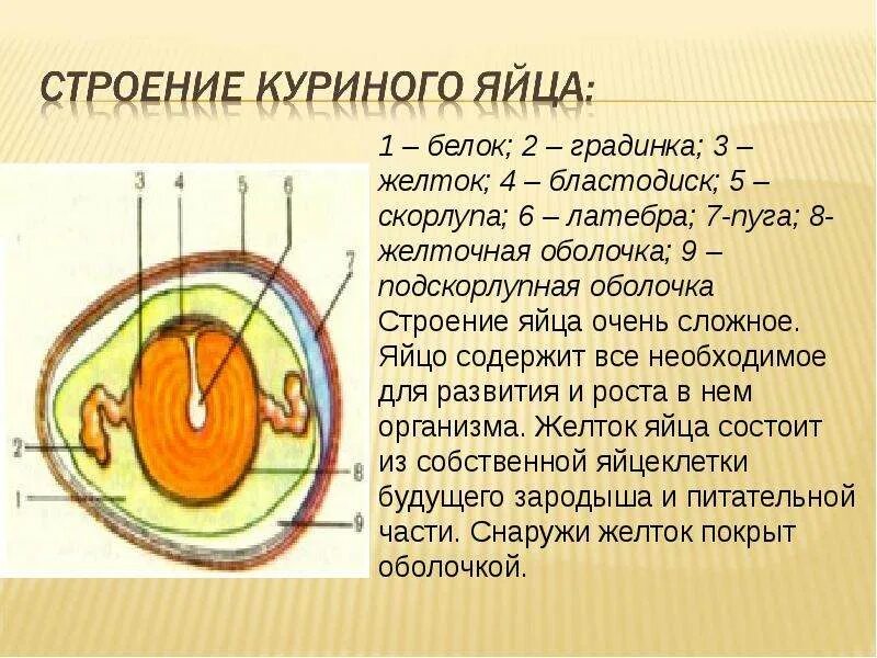 Строение яйца и функции. Строение куриного яйца. Строение куриного яйца с оболочками. Строение яйца курицы. Строение желтка яйца.