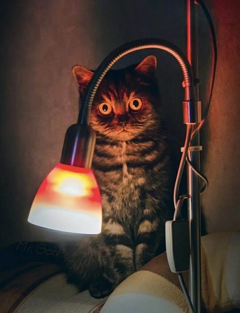 Кот с лампой. Лампа кот. кот и лампочка. ламповый кот. котик с лампочкой.