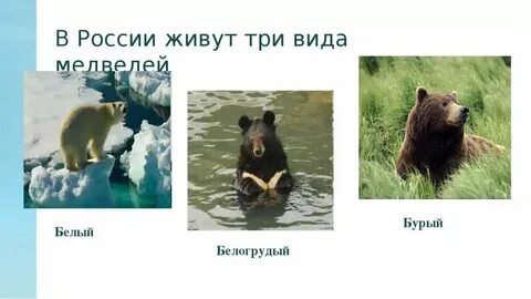 На побережье какого государства обитает медведь