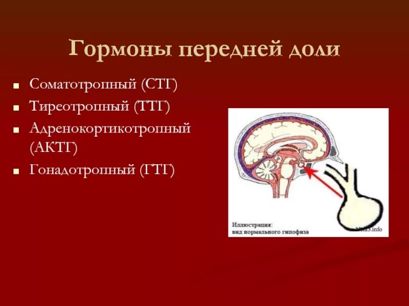 Гонадотропные гормоны гипофиза. Гонадотропные гормоны передней доли гипофиза. Соматотропный гормон передней доли гипофиза. Тиреотропный - гонадотропный гормон.