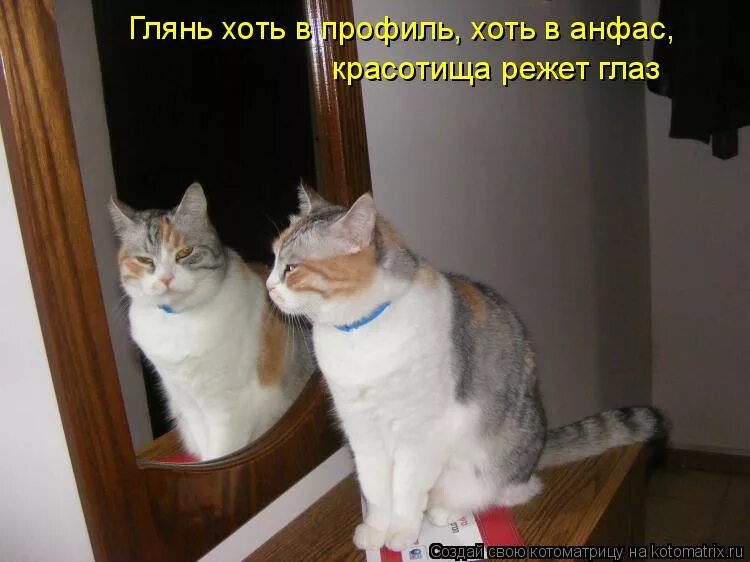 Кошка в зеркале. Кот смотрит в зеркало. Кошки и зеркало фото. Кот смотрит в зеркало красотища какая.