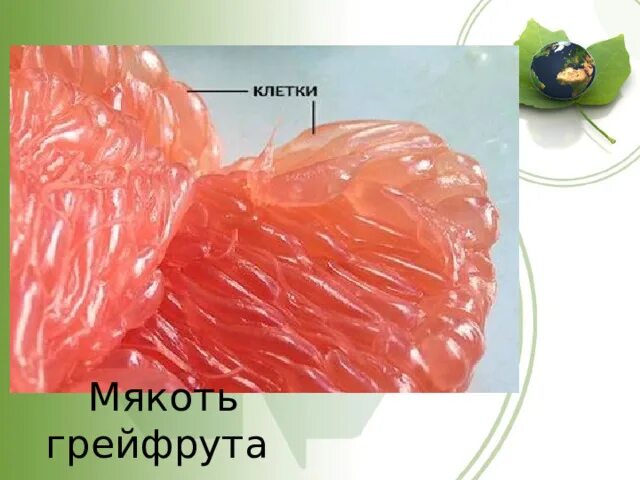 Клетки каких растений можно увидеть невооруженным глазом. Клетки апельсина под лупой. клетка апельсина. клетка мякоти апельсина. клетки мякоти томата.