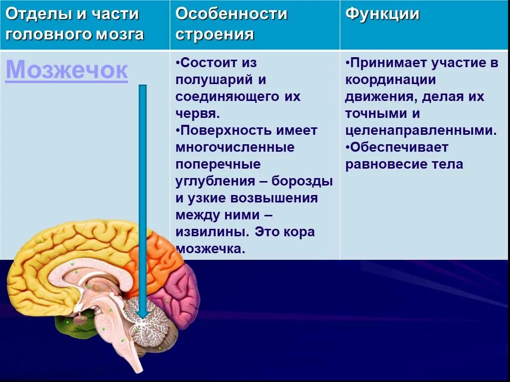Какова роль мозга. Строение мозжечка в головном мозге. Функции отделов головного мозга мозжечок. Функции мозжечка кратко анатомия. Отдел мозга мозжечок функции.