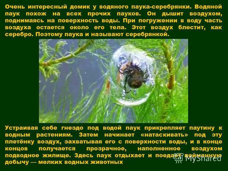 Паук серебрянка ядовитый. Паук серебрянка в коконе. Паук серебрянка в коконе. Паук серебрянка в коконе. Животное серебряный карась паук серебрянка орган.