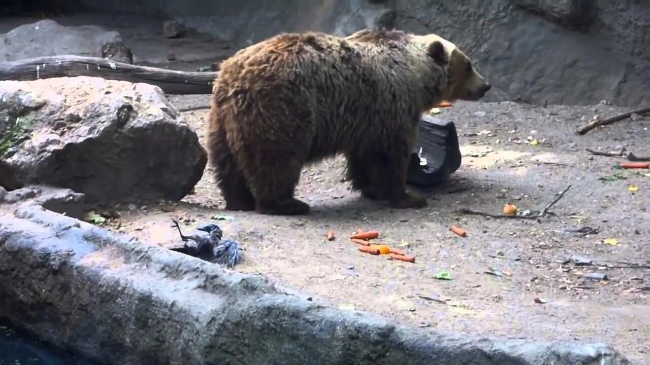 Спасение животных в 4 к