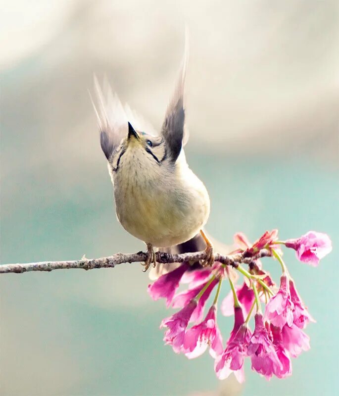 Птицы утром. Весна птицы. Утренние птички. Весенние птички. Птицы весной.
